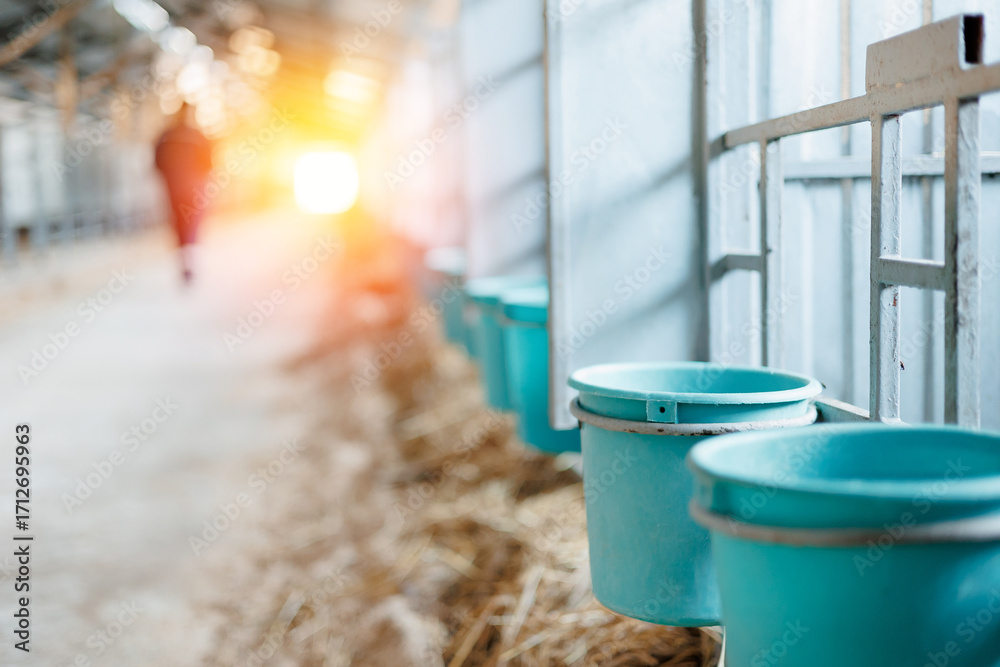 Fototapeta premium Sunlit barn interior with feeding buckets for calf and straw along aisle