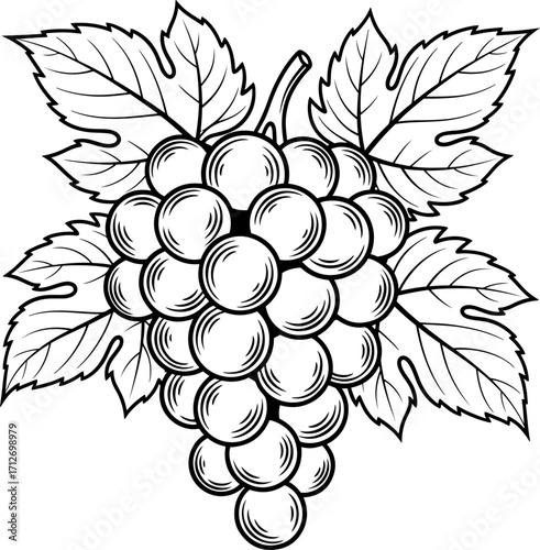 Vintage hand drawn sketch of grapes and leaves a classic vineyard element for design projects and culinary themes