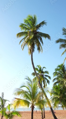 COQUEIRO NA PRAIA NA ORLA DE JOÃO PESSOA CABO BRANCO E UM CÉU AZUL, LINDO (COCONUT TREE ON THE BEACH IN JOÃO PESSOA CABO BRANCO AND A BEAUTIFUL BLUE SKY)