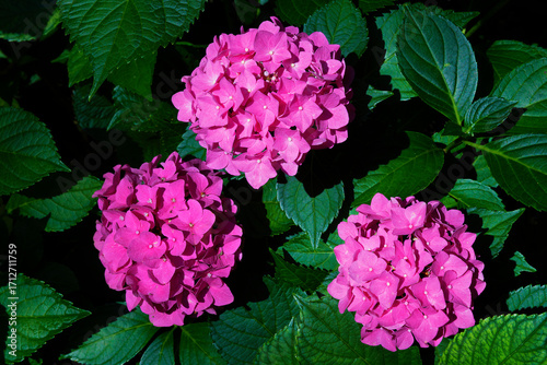 Close up of three pink clolored Hydrangeaus flower cluster.