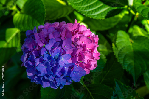 Close up of light blue and pink Hydrangeaus flower cluster.