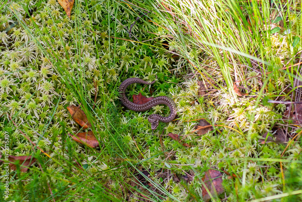 Obraz premium Adder Snake Coiled in Mossy Forest Floor – Close-Up Wildlife Portrait
