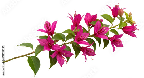 Isolated Bougainvillea spectabilis branch with magenta bracts and green leaves, tropical flower