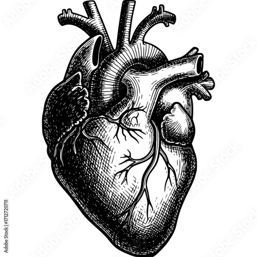 Vector sketch of an old human heart anatomy model with a decorative dragon's head