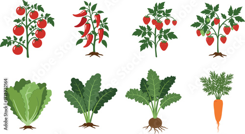 Illustration of various vegetable and fruit plants on transparent background