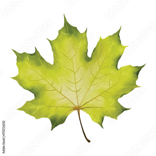 Watercolor illustration of a green maple leaf with natural tones, perfect for eco design, botanical projects, packaging, labels, web design, banners, patterns, book illustrations and art prints. 