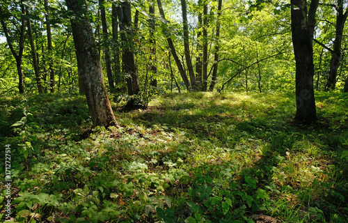 Forest on a sunny summer day
