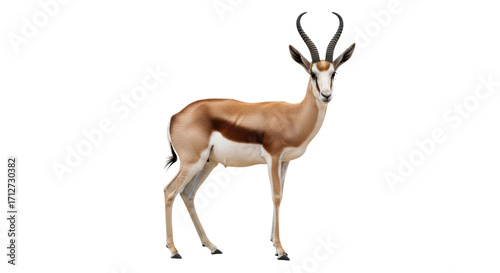 Foto Isolated springbok antelope standing in full body profile on a seamless backgrou