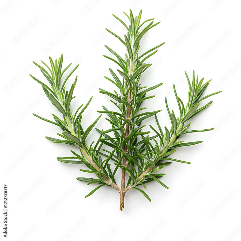 Fototapeta premium isolated closeup background white Light Cranberry on with macro leaf food