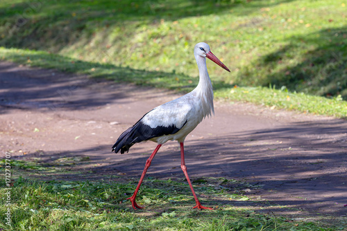white stork in the meadow
