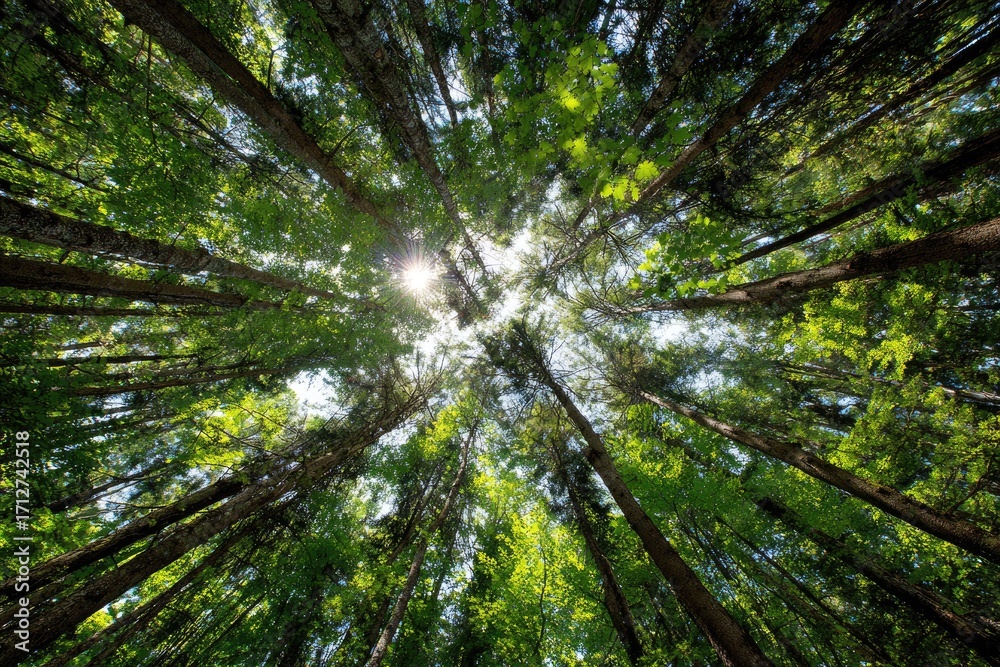 Fototapeta premium Lush forest canopy, sunbeams piercing through