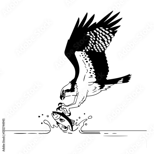 Black and White Osprey Diving to Catch a Fish in Water, Detailed Illustration.
