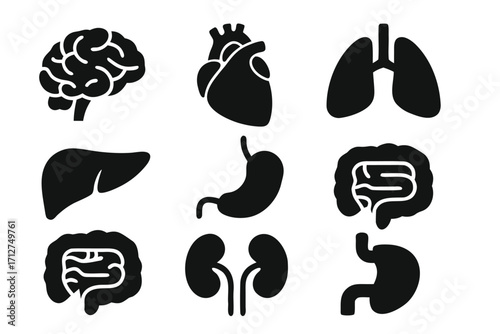 Vector icon collection depicting human organs including brain, heart, lungs, liver, stomach, and kidneys 
