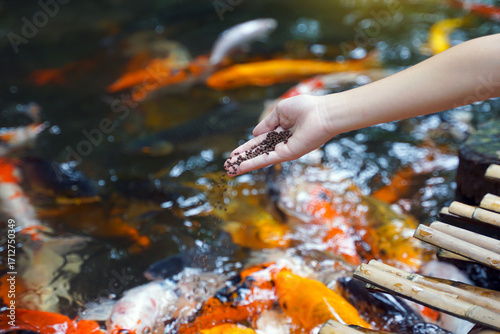 A hand sprinkles fish food into a pond bustling with vibrant orange, white, and gold koi fish. Captures an interactive moment of feeding ornamental fish in an outdoor setting.