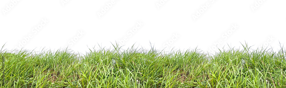 Fototapeta premium Green Grass Border: A vivid photograph of verdant blades of grass, a perfect visual element to evoke feelings of spring, nature, and tranquility, creating a fresh aesthetic.