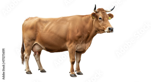 Isolated cow profile standing with horns and a nose ring in full shot on seamless field