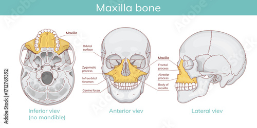 Upper jaw and facial anatomy diagram. Vector educational diagram.
