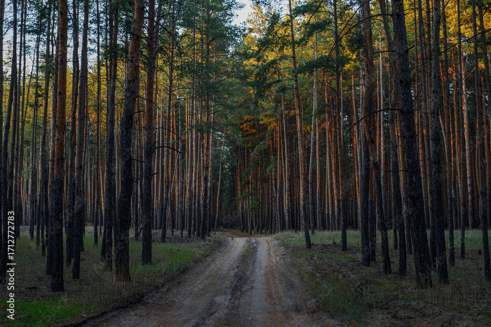Fototapeta premium Autumn forest road through mixed pine and deciduous trees