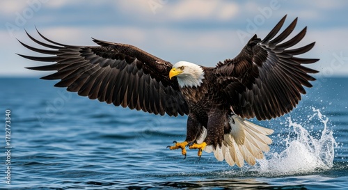 Majestic Bald Eagle Takes Flight From Water
