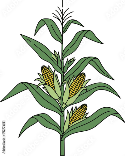 A detailed botanical illustration depicts a corn plant in its growth stage. 