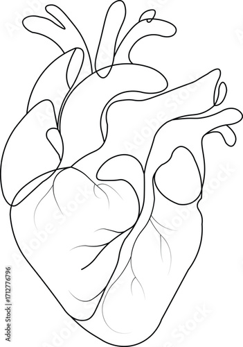 hand-drawn vector illustration of a human heart