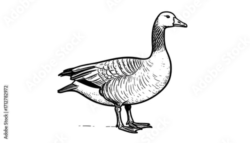 Side view of a goose drawing