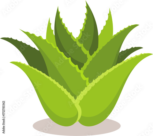 aloe vera plant white background