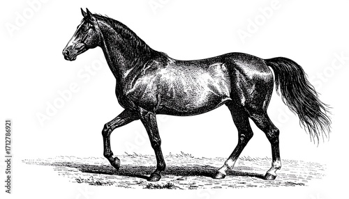 Side view of a horse in motion.  Vintage illustration