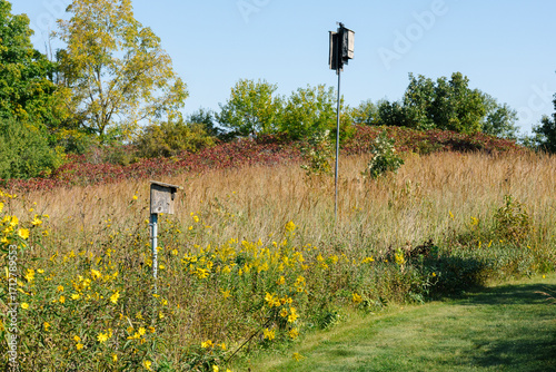 A bird house and bat house along a path in a restored prairie.