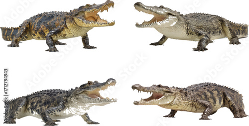 a photorealistic image of a crocodile with its mouth open, showing its full body, isolated on a white background