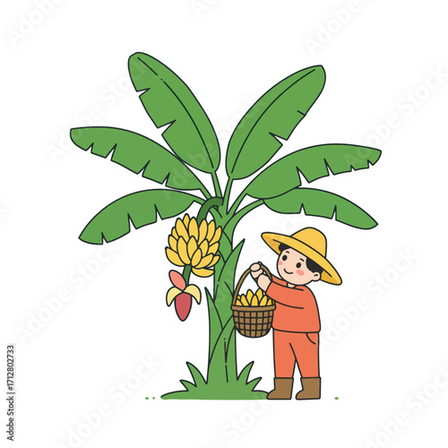 Farmer harvesting bananas from a banana tree.