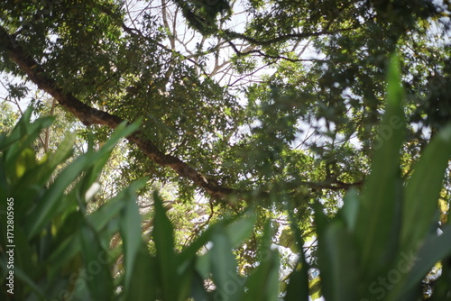 Upward View of Lush Green Canopy with Sunlit Leaves and Branches
