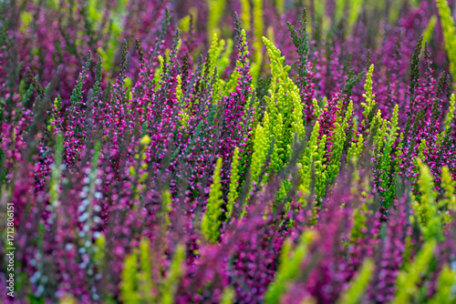 A Close-up View of a Vibrant Heather Field in Bloom