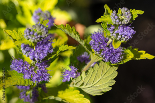 A Close-up of a Caryopteris Shrub with Fluffy Blue-Purple Flowers