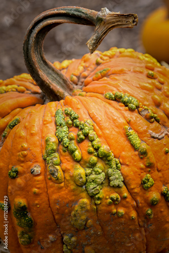 warty Knucklehead pumpkin on a wooden background