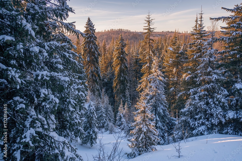 Obraz premium Snow-covered pine woods in the winter season
