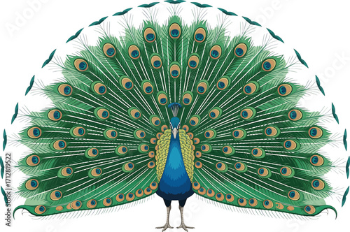 Majestic Peacock Displaying Full Tail Feathers on White Background bird animal