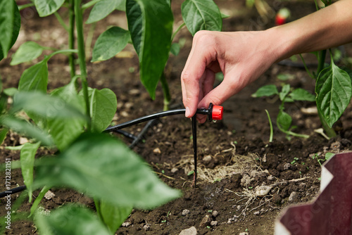 Close-up of a farmer's hand installing a drip irrigation system in a greenhouse, ensuring efficient watering for pepper plants