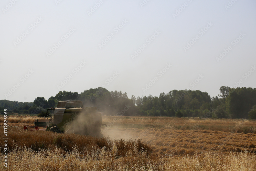 Fototapeta premium Harvester, agricultural machinery working in the field, harvesting in summer the fruits of what was sown during the winter. Probably wheat.