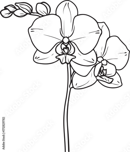 Orchid Flower, Orchids on Stem Hand-drawn Sketch Vector Illustration, Black and White Doodle Linear Line Art Engraving Isolated