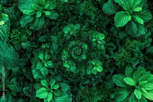 Photos of foliage merged with a kaleidoscopic spiral pattern