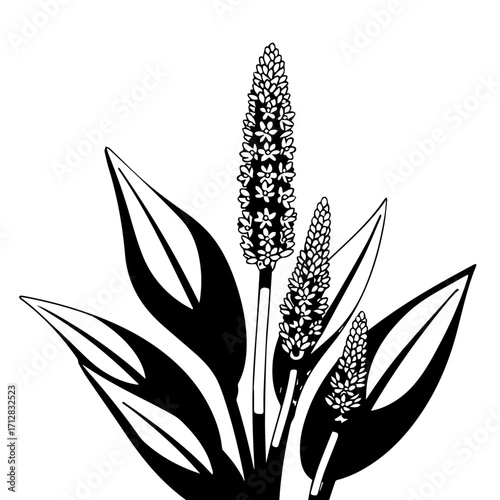 Detailed Black and White Illustration of Plantain Plant with Spikes and Leaves.