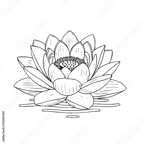 Detailed black and white sketch of a blooming lotus flower with layered petals.