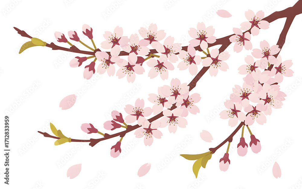 Fototapeta premium Cherry blossom branches with pink flowers and petals Transparent background