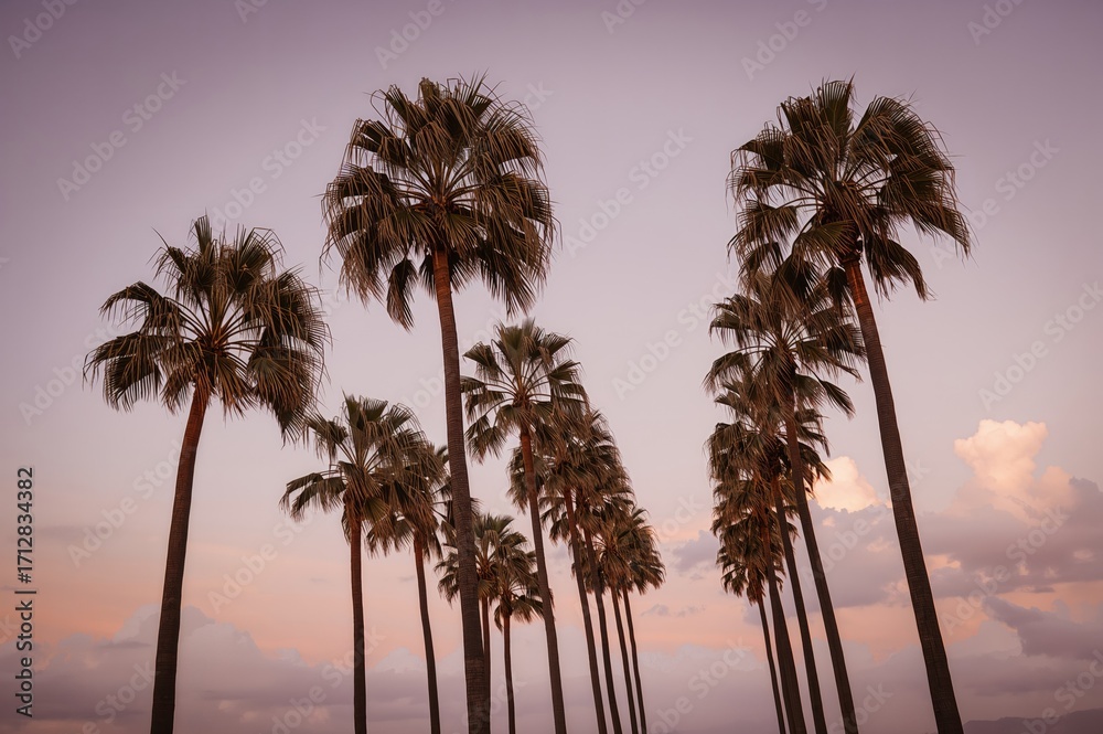 Fototapeta premium Tropical trees swaying in the breeze