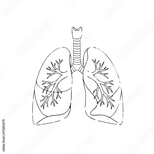 Detailed Outline Illustration of Human Lungs with Bronchial Tree Anatomy.