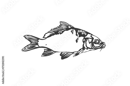 silhouette of a freshwater goldfish without background