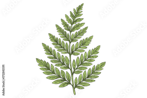 Hand-drawn fern leaf vector illustration. Botanical forest plant foliage. Greenery, natural, herbal, tropical leaf icon. Intricate line art of a delicate frond.