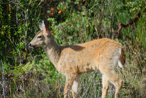 Young Coastal Blacktail Deer in Oregon