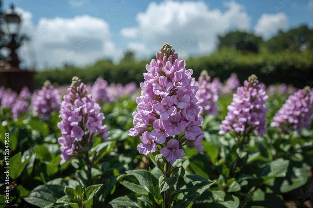 Obraz premium Vibrant violet blossoms opening up